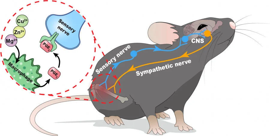 Schematic diagram showing the skeletal interoceptive circuit revealed in this work: the divalent metal cations can trigger the production of PGE2 from macrophages, which activates the afferent sensory nerves to initiate the CNS control of new bone formation through the sympathetic nervous system.  