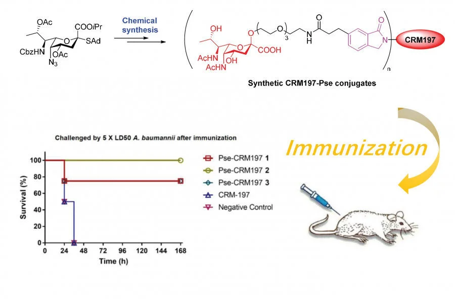 The novel chemical synthetic carbohydrate conjugate vaccine successfully defeats the infection of drug resistant Acinetobacter baumannii.  