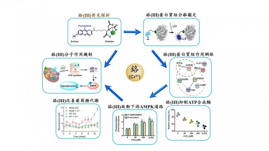 Figure 1. Chromium(Cr3+) fluorescent probes can label Cr(III)-binding proteins specifically in cells (top), Cr(III)-binding proteins are concentrated in the regulation of mitochondrial biological functions (right), and Cr(III) reduces ATP synthase Enzyme activity (bottom right), Cr(III) initiates downstream AMPK pathway (bottom), Cr(III) improves glucose metabolism (bottom left), diagram of Cr(III) mode of action (left).