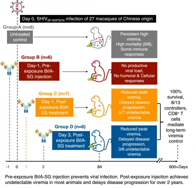 HKUMed identifies BiIA-SG as a promising universal drug 
for HIV-1 prevention and functional cure
