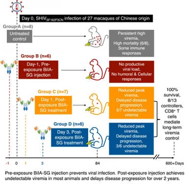 HKUMed identifies BiIA-SG as a promising universal drug 
for HIV-1 prevention and functional cure