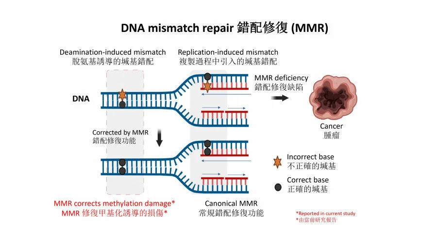 HKUMed discovers an unknown function of DNA mismatch repair  that protects us from cancer