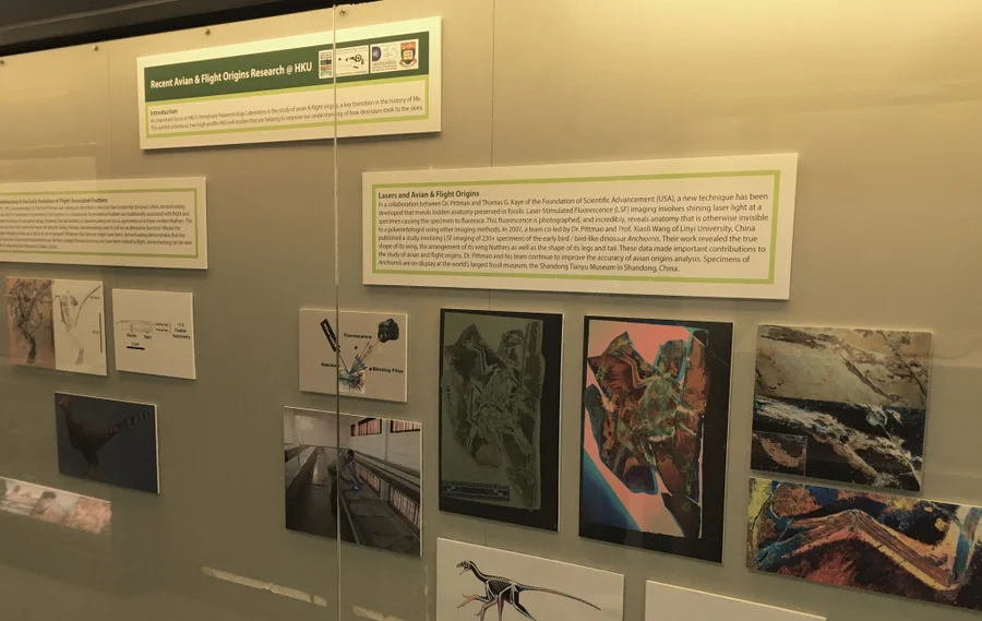 A temporary display in connection with the symposium is open to the public at the Stephen Hui Geological Museum. This display was produced to coincide with the International Pennaraptoran Dinosaur Symposium, which takes place from March 29th to April 1st 2018. Credit: Stephen Hui Geological Museum / M Pittman