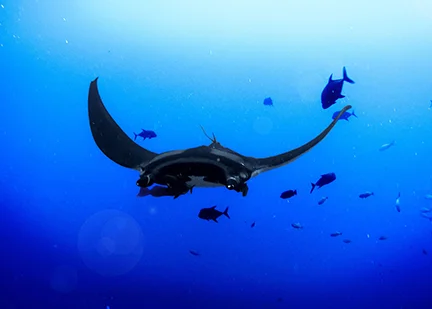 Image 4: An example of pelagic ocean ecosystem 1. Photo by Max Gotts on Unsplash
