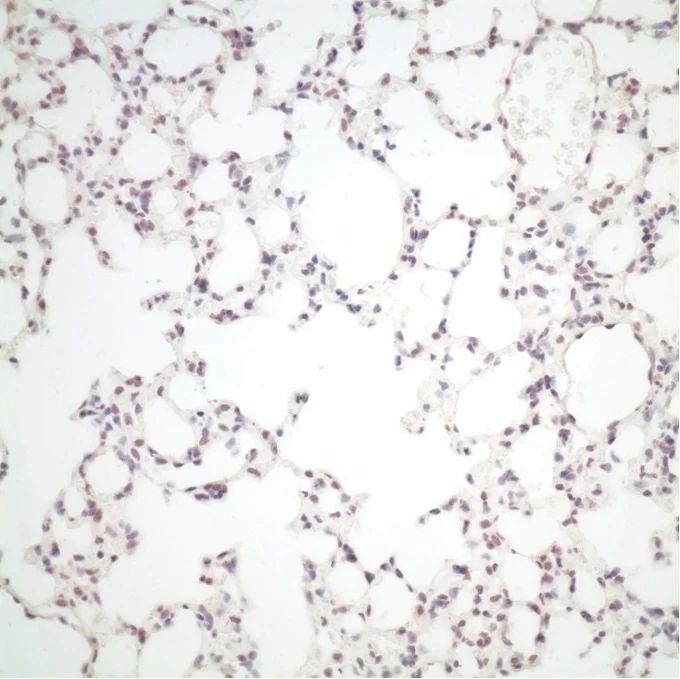 Cells infected by avian influenza A viruses without PB2 adaptation marker.