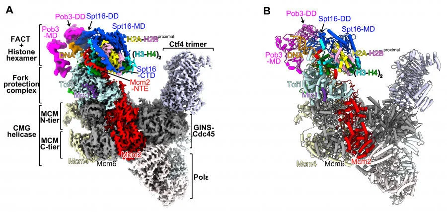 Figure 2. The cryo-EM structure of the yeast replisome in complex with FACT and parental histones (A) and its atomic model (B). Modified from Li et al, Nature (2004)  