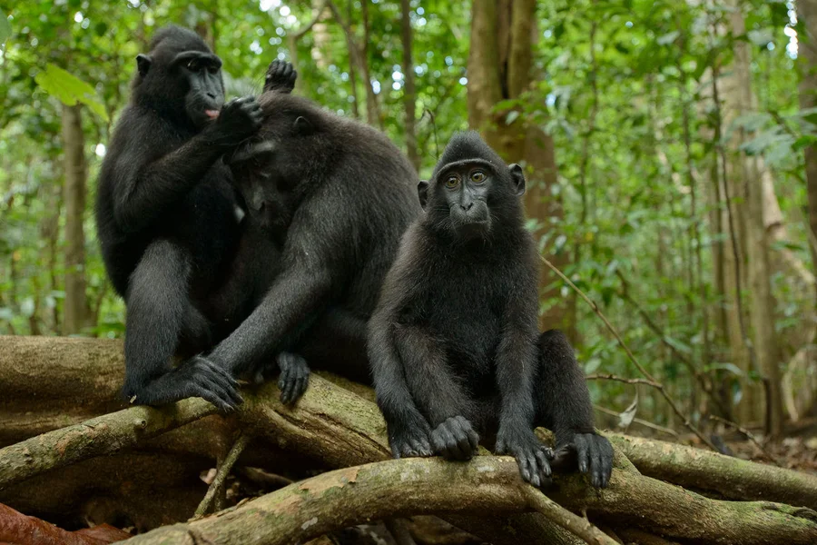Celebes Crested Macaque, Critically Endangered