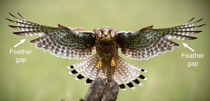 Predatory bird undergoing moulting. The white arrows indicate the feather gaps. Image credit: Shutterstock.   