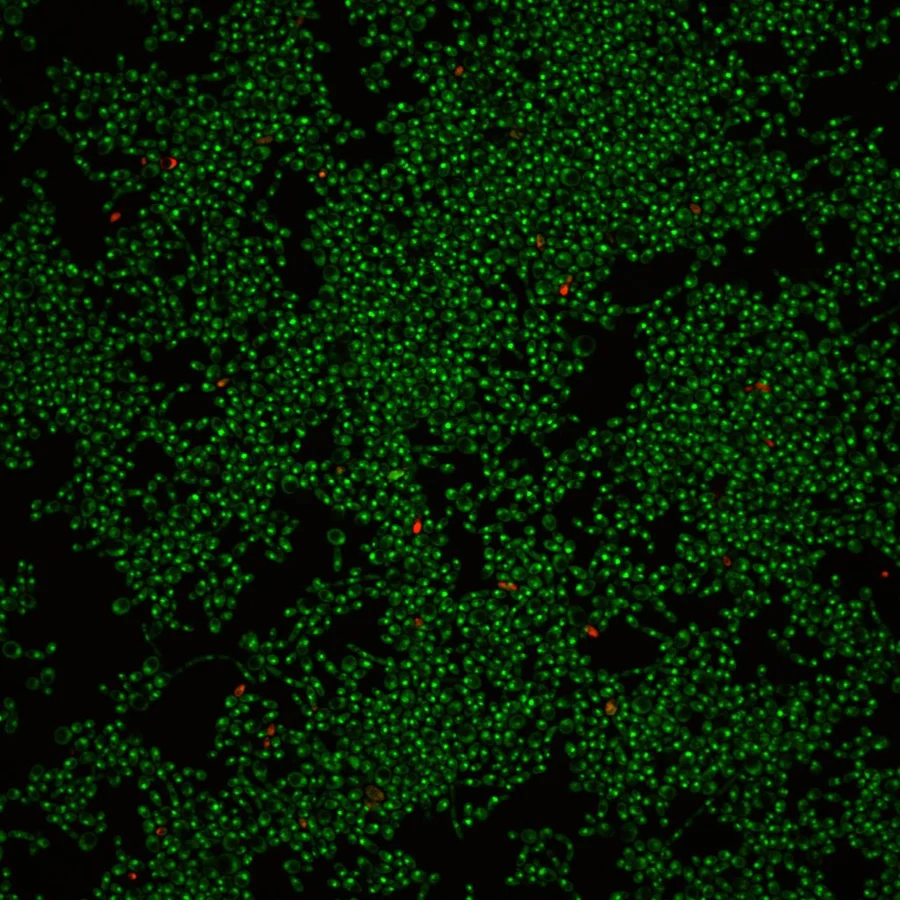 HKU-led study finds natural food dye can stop fungus in its tracks