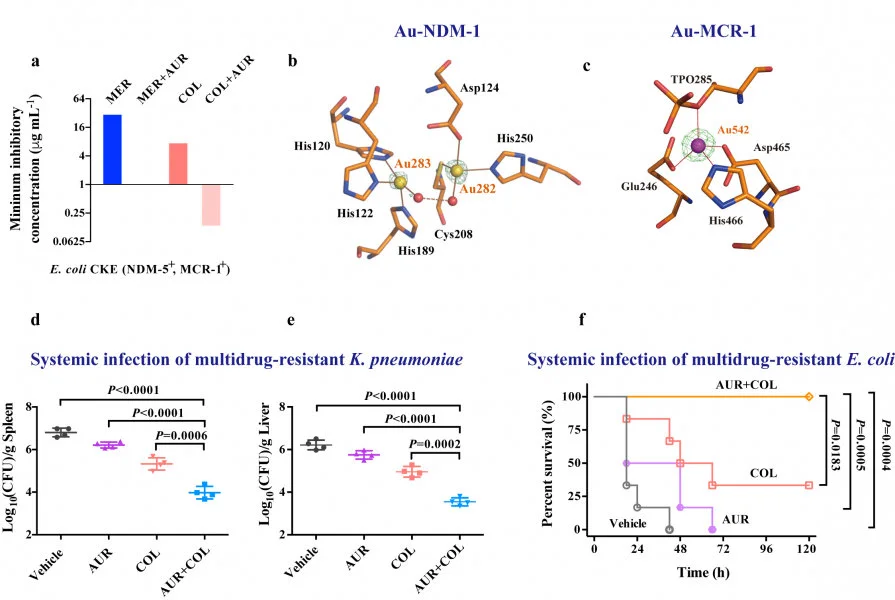 Image 1. (a) Minimum inhibitory concentration of MER or COL against E. coli CKE (MCR-1+, NDM-5+) in the absence or presence of AUR. (b) Structure of the active site of Au-NDM-1 (PDB ID: 6LHE) with the anomalous density peak of Au shown as yellow spheres and water molecules as red spheres. (c) Structure of the active site of Au-MCR-1-S (PDB ID: 6LI6) with the anomalous density peak of Au ion shown as a purple sphere. (d,e) Balb/c mice were given a sub-lethal dose of K. pneumoniae (MCR-1+) and received single dose of administration of vehicle, AUR, COL or their combination. Bacterial loads in the spleen (d) and liver (e) are shown. c, Survival curves showing combination efficacies in the peritonitis infection model. Balb/c mice were infected by a lethal dose of E. coli CKE (MCR-1+, NDM-5+) and received single dose of administration of vehicle, AUR, COL or their combination.  