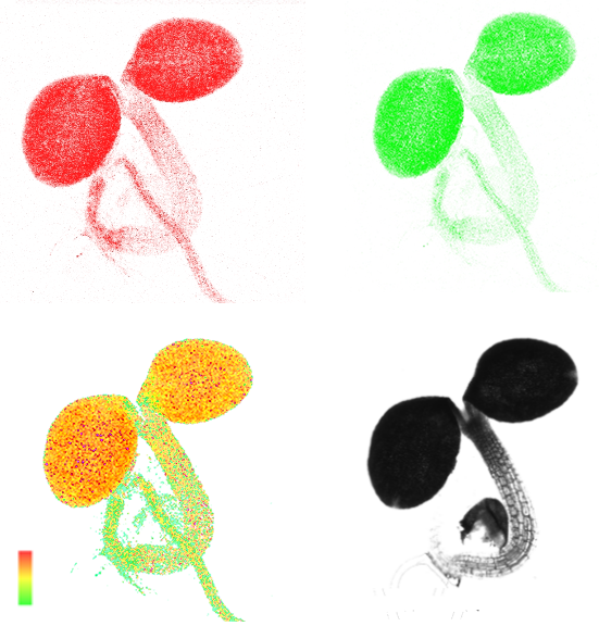 Live images of a plastid-localized ATP sensor in an Arabidopsis seedling.  Red and green panels show the images of the ATP sensor at 470 nm – 507 nm and 526 nm – 545 nm in a 3-day-old seedling. The ratio between both images, which corresponds to ATP concentration (higher level in red and lower level in green), is shown in the lower left panel. The lower right panel is the brightfield image of the seedling. (Photo credit: Chia Pao Voon)