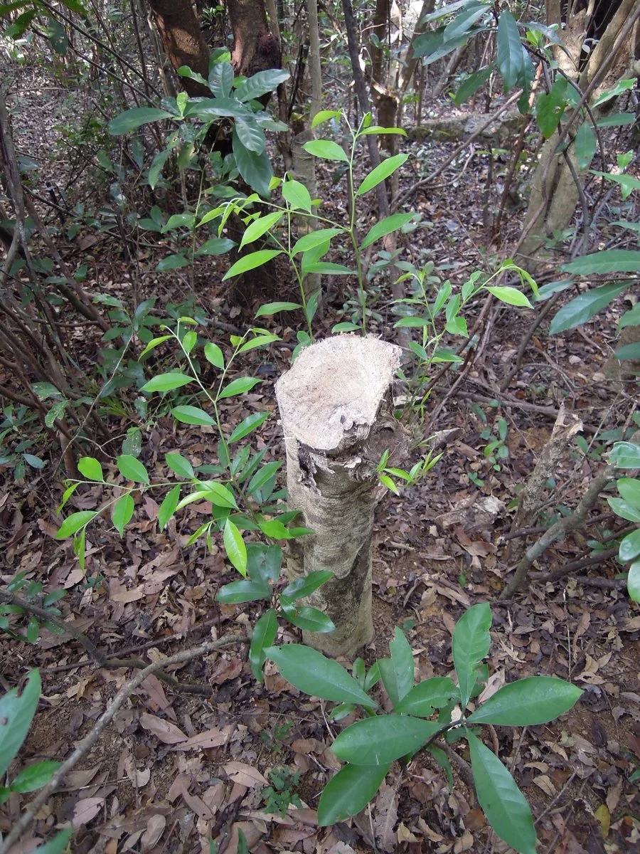 Incense trees have been widely chopped and collected in HK in recent years for making agarwood, which is a highly priced traditional Chinese medicine (Photo by Dr. Billy C.H. Hau)