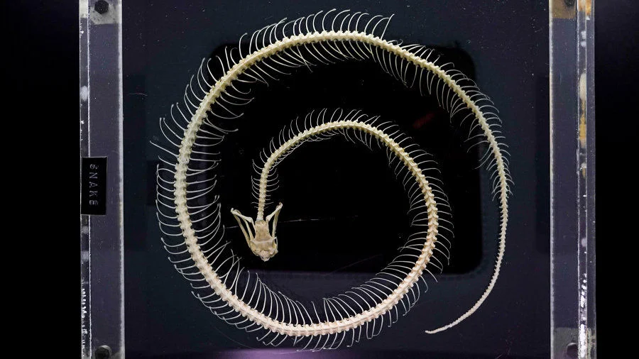 Highlighted Exhibits

Snake skeleton
Prepared by Bogadek
On loan from St. Louis School

Priest  Anthony Bogadek came to Hong Kong in 1949 to teach at St. Louis School, later responsible for teaching biology. In 1975, Bogadek was introduced to reptiles by John Romer, a recognised herpetological expert, after attending his lecture at the University of Hong Kong

Bogadek played a key role in rediscovering the Romer’s Tree Frog (Liuxalus romeri) in 1984, an endemic species thought to have been extinct for 40 years. He also discovered another endemic species, Bogadek’s Burrowing Lizard (Dibamus bogadeki) in Hei Ling Chau in 1987. Now he is retired but his students inherit his spirit to continuously study and conserve nature.