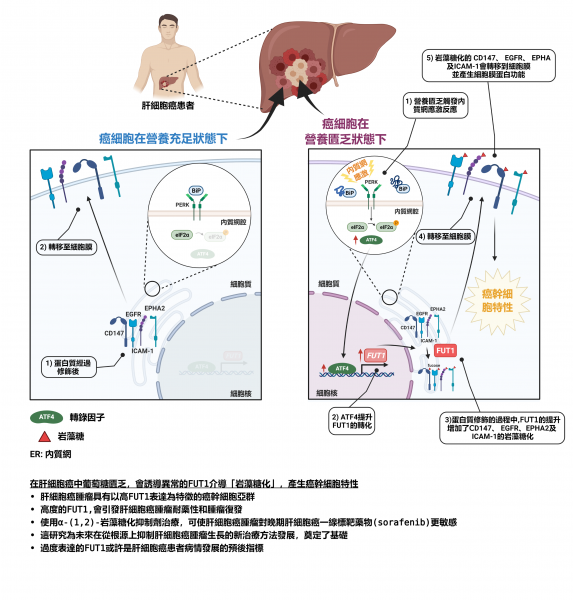HKUMed researchers unveil a novel molecular mechanism underlying liver cancer drug resistance and tumour recurrence  