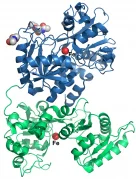 HKU Departments of Chemistry & Physiology 
Resolves the Secret of Iron Transport in Human