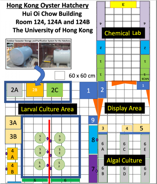 The laboratory set up at The Hong Kong Oyster Hatchery  