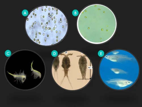 HKU marine ecologists reveal larvicidal oil for mosquito control
threatens coastal marine life and pollutes sea environment