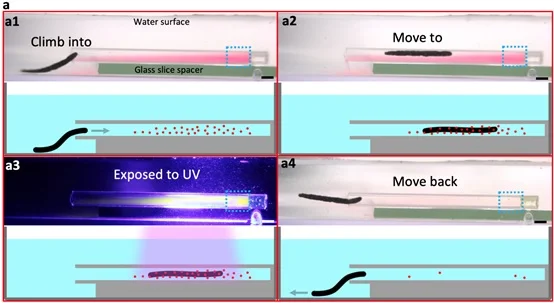 Target photodegradation of dyes in narrow glass capillary. (Reprinted with permission from Zhu, Shipei et al. (2022). ”Aquabots