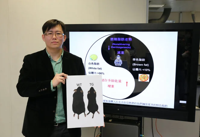 HKU researcher unveils the secret of fat burning
For development of potential new drugs in treatment of metabolic diseases