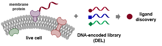 Graphic illustration of the work: DNA-programmed affinity labelling (DPAL) enables the direct screening of DNA-encoded chemical libraries (DELs) against membrane protein targets on live cells to create novel drug discovery opportunities.  