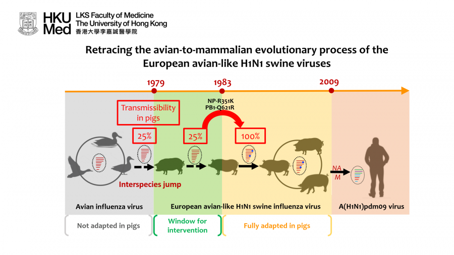 The European avian-like (EA) H1N1 swine influenza virus was derived from an avian influenza virus through interspecies jump that occurred prior to 1979. The EA swine influenza viruses have been established in pig herds in European and Asian countries since 1979. The EA swine viruses donated the neuraminidase (NA) and M gene segments to the A(H1N1)pdm09 virus that caused the 2009 influenza pandemic.  In this study, Su et al. investigated the molecular changes facilitated the avian-to-pig adaptation of the EA swine influenza viruses. Ancestral sequence reconstruction was used to gain viruses representing different adaptive stages of the EA swine influenza virus as it transitioned from avian to swine hosts since 1979. A key parameter for virus adaptation in a new host is its transmissibility.Transmissibility is assessed by counting the proportion of contact piglets (N=4) that become infected after co-housing with infected donor pigs in the same cage, a condition that allows all major modes of transmission to occur. The research team found that the EA swine influenza viruses acquired amino acid changes in the viral polymerase (PB1-Q621R) and nucleoprotein (NP-R351K) that facilitated efficient pig-to-pig transmissibility after 1983. The results suggest a potential window for intervention (1979-1983) before the virus is fully adapted in pigs.