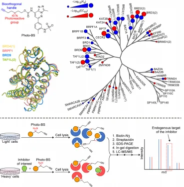 HKU chemists develop a fast and robust assay for comprehensive evaluation of bromodomain inhibitors as preclinical drug candidates in living cells