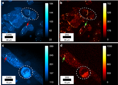 CARS (left) and SRS (right) images of living human cells. (a)(b) CARS and SRS images of living osteosarcoma (U2OS) cells acquired simultaneously. (c)(d) CARS and SRS images of a living differentiating primary myoblast (PMD).