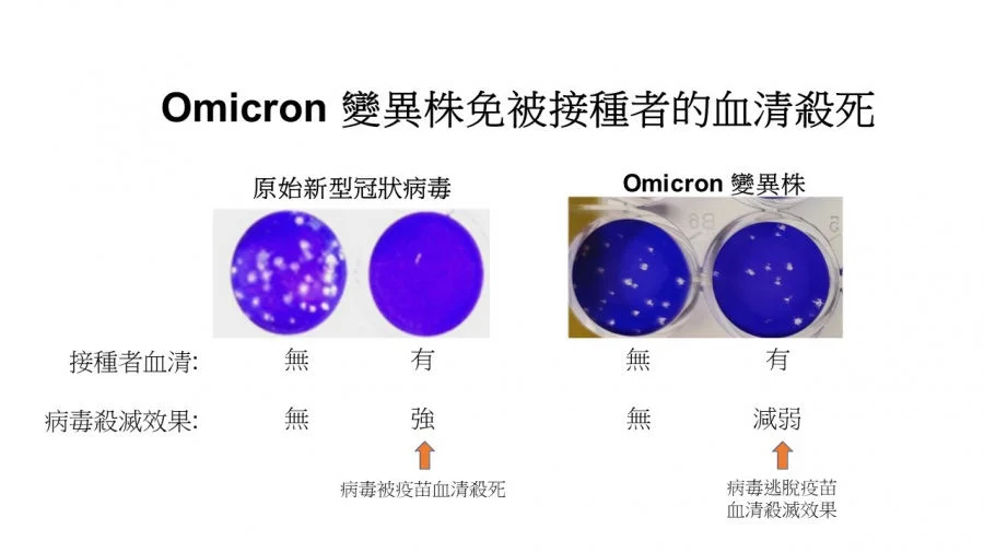 Cells infected were infected with each virus alone or virus mixed with blood serum from vaccinated persons. The cells stain blue but when the cells are killed by virus you see a hole (white) in the cell sheet. In the figure you see that the original 2020 SARS-CoV-2 is completely killed by the blood of vaccinated people but the Omicron virus killing is much reduced.  