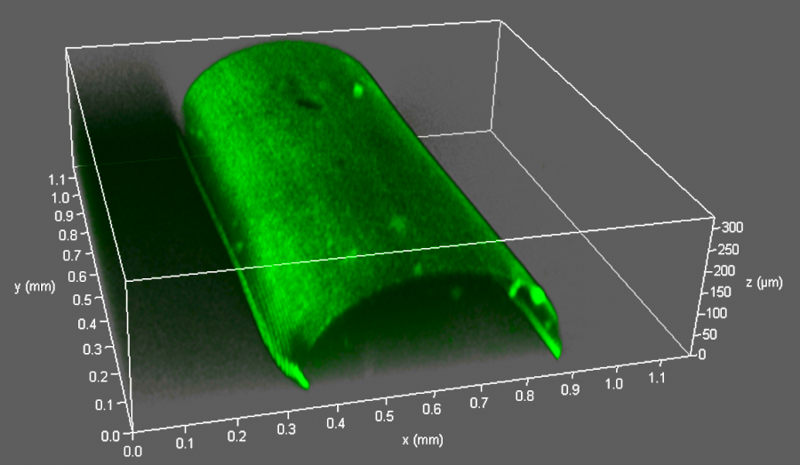 3D image of a VasFluidic channel (laser confocal scanning microscope image)