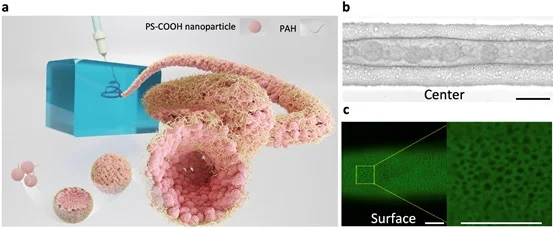 Micrometre-scale multicompartmental structures of aquabots. (Reprinted with permission from Zhu, Shipei et al. (2022). ”Aquabots