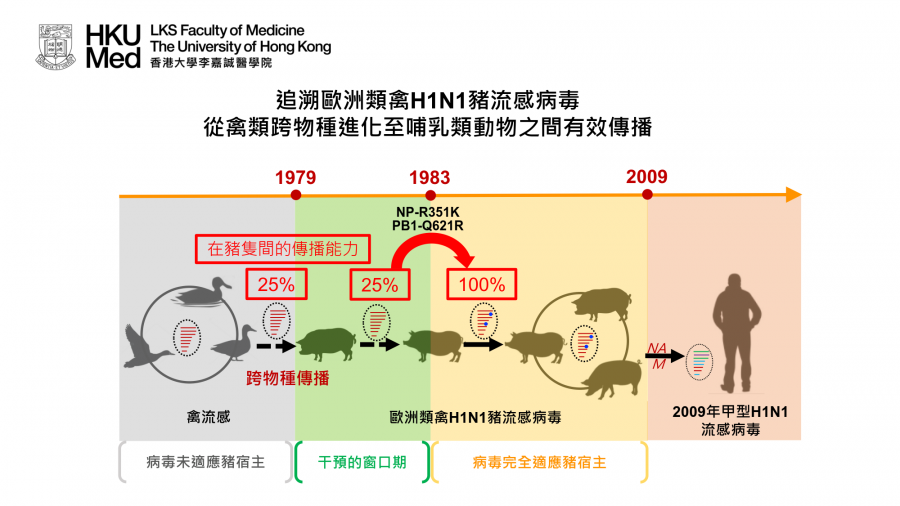 The European avian-like (EA) H1N1 swine influenza virus was derived from an avian influenza virus through interspecies jump that occurred prior to 1979. The EA swine influenza viruses have been established in pig herds in European and Asian countries since 1979. The EA swine viruses donated the neuraminidase (NA) and M gene segments to the A(H1N1)pdm09 virus that caused the 2009 influenza pandemic.  In this study, Su et al. investigated the molecular changes facilitated the avian-to-pig adaptation of the EA swine influenza viruses. Ancestral sequence reconstruction was used to gain viruses representing different adaptive stages of the EA swine influenza virus as it transitioned from avian to swine hosts since 1979. A key parameter for virus adaptation in a new host is its transmissibility.Transmissibility is assessed by counting the proportion of contact piglets (N=4) that become infected after co-housing with infected donor pigs in the same cage, a condition that allows all major modes of transmission to occur. The research team found that the EA swine influenza viruses acquired amino acid changes in the viral polymerase (PB1-Q621R) and nucleoprotein (NP-R351K) that facilitated efficient pig-to-pig transmissibility after 1983. The results suggest a potential window for intervention (1979-1983) before the virus is fully adapted in pigs.