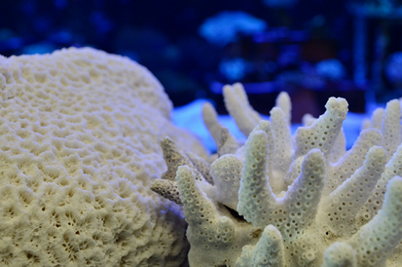 Was Hong Kong once a coral reef paradise?
HKU researchers reveal the historic range and diversity of corals 
in the Greater Bay area for the last 5,000 years