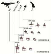 Scientists Reveal How Dinosaurs Became Able to Shake Their Tail Feathers