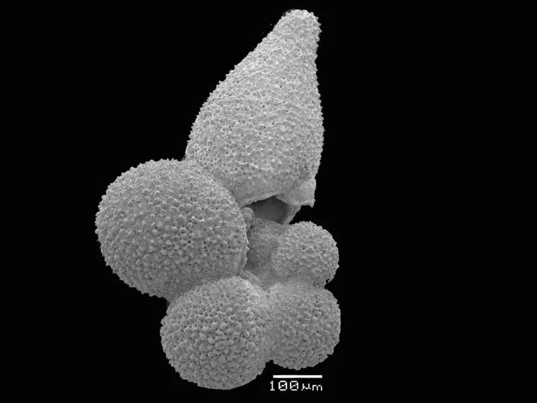 Image 2: Scanning electron microscopy image of a planktonic foraminifera species,  Globigerinella adamsi. Photo credit: Briony Mamo.