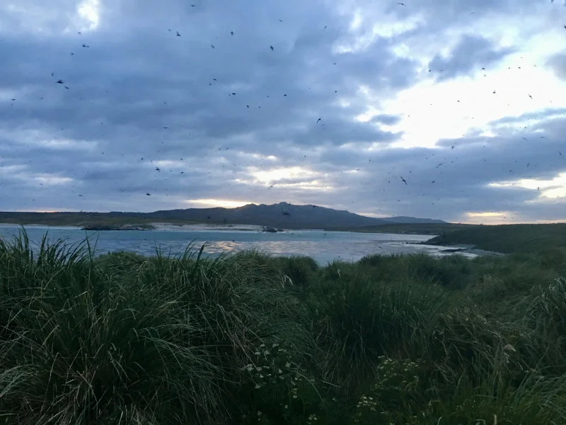 At dusk, thousands of seabirds called sooty shearwaters (Ardenna grisea) return to their deep nesting burrows dug into the peat of the tussac grassland at the Kidney Island National Nature Reserve, Falkland Islands. (Photo courtesy: Dulcinea Groff)  