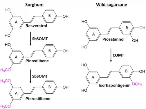 New Enzyme Discovered by HKU Plant Biochemists
Unlocks Potential for Health-Promoting Compounds in Sorghum