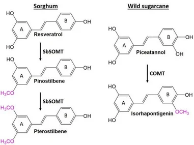 New Enzyme Discovered by HKU Plant Biochemists
Unlocks Potential for Health-Promoting Compounds in Sorghum