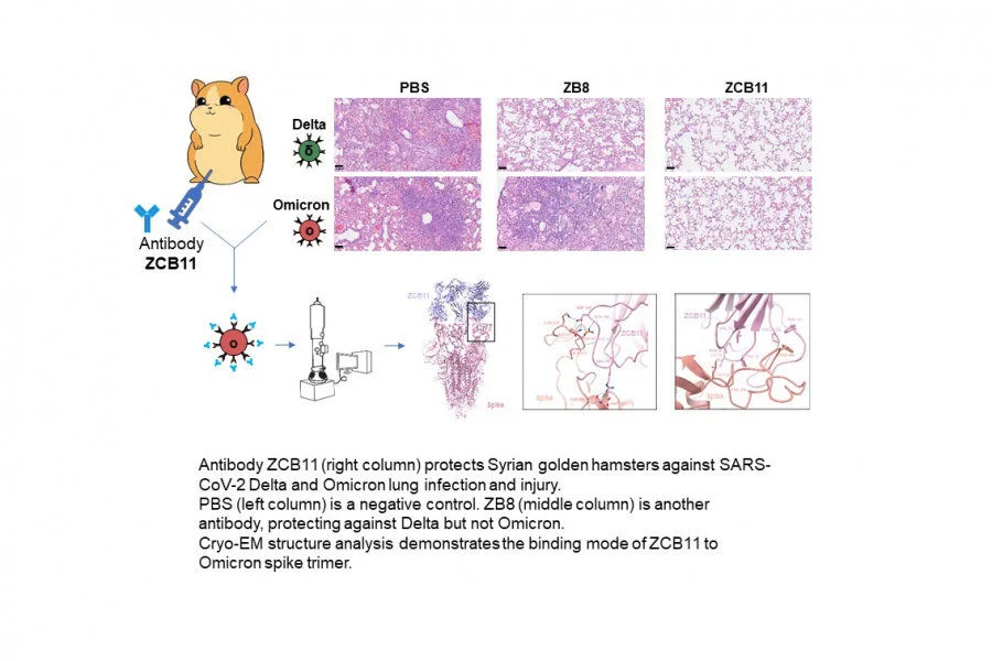 HKUMed & HKUST joint study reports broadly neutralising antibody that protects Syrian hamsters against SARS-CoV-2 Omicron variants