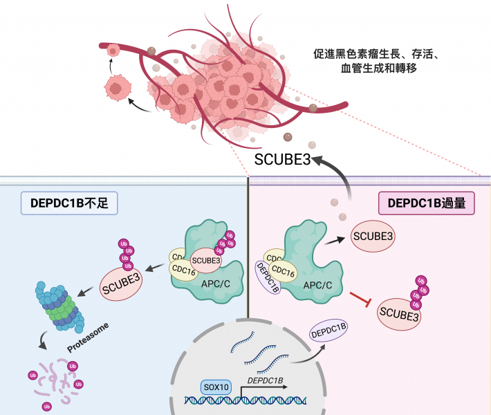 SOX10-DEPDC1B-SCUBE3 regulatory axis promotes melanoma angiogenesis and metastasis  