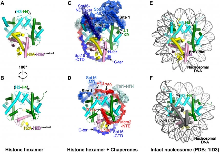 Figure 3. The evicted histone hexamer and its chaperons from the replisome structure. (A-B) The architecture of the parental histone hexamer. (C-D) The histone-chaperone complex on the replisome. (E-F) The structure of an intact nucleosome. Modified from Li et al, Nature (2004)  