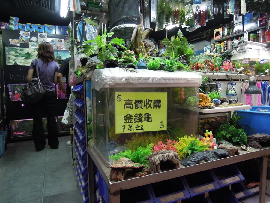 The very high market value of Golden-coin turtle is driving its illegal capture in HK (Photo by Dr. Billy C.H. Hau)