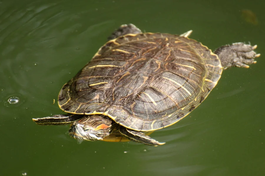 Red-eared silder, an invasive alien species commonly found in HK (Photo by Dr Andrew Cornish)