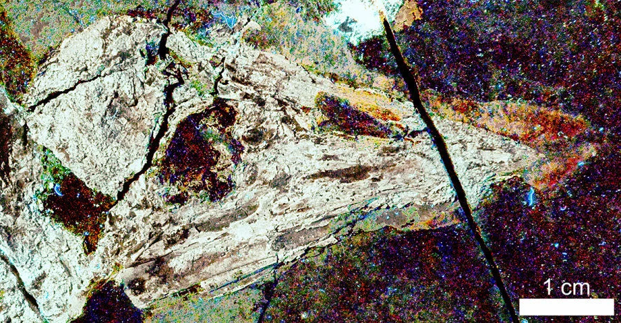 Figure 2. A specimen of the early beaked bird Confuciusornis imaged with the HKU-codeveloped imaging technique, Laser-Stimulated Fluorescence (LSF). The rhamphotheca or ‘soft beak’ (fingernail-like coating of the bony beak) is the reddish-brown shape on the right of the image. Image credit: Michael Pittman & Thomas G Kaye.  