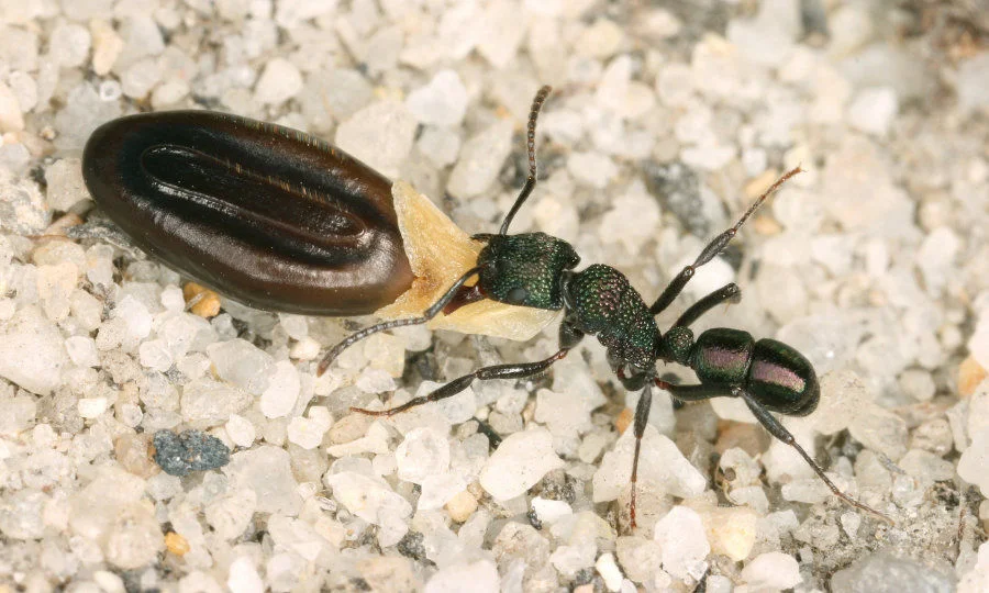 Figure 2: Seed being dispersed by an ant of the Rhytidoponera genus in Australia. Photo Credit @Benoit Guénard.  