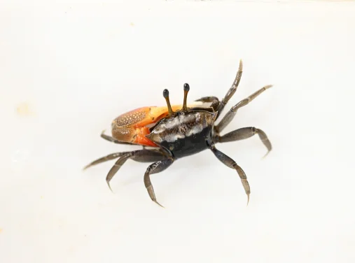 HKU Ecologists Discover Rare Fiddler Crab Species on Hong Kong Coast Highlighting the Impact of Climate Change and Coastal Development