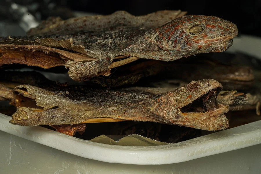 Details of dried tokay geckos sold as TCM. (Credits to Sam WEBSTER)  