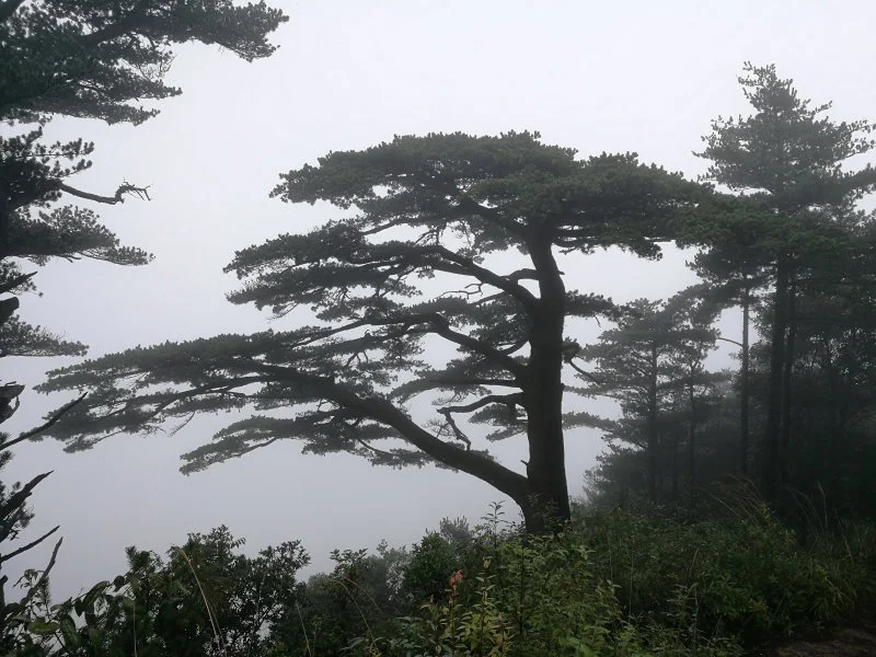 Old-growth trees, such as the one pictured in the center, are more drought resistant than surrounding young trees of the same species (Pinus kwangtungensis). Photo credit: Dr Jinbao Li.  
