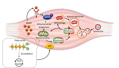 HKU biologists reveal how obesity damages the skeletal muscle metabolism, a naturally occurring flavone is identified as a potential drug for obesity treatment