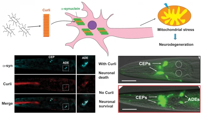 HKU biologists identify bacterial proteins that promote neurodegeneration, opening a new therapeutic approach for neurodegenerative diseases