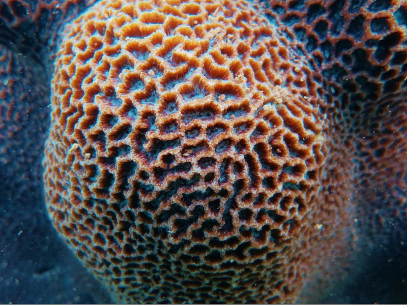 File: Coral Platygyra.JPG Credit: Dr. Philip D. Thompson Caption: A close up of a large-polyped coral (Platygyra sp.)